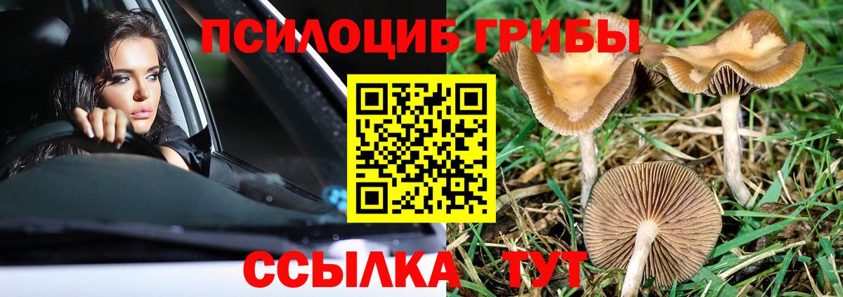 Галлюциногенные грибы Psilocybine cubensis Шадринск